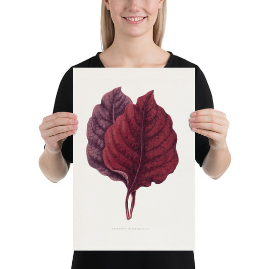 Pink Amarantus leaf illustration. Digitally enhanced from an original 1865 edition of Les Plantes à Feuillage Coloré. 12" x 18" Photo paper poster