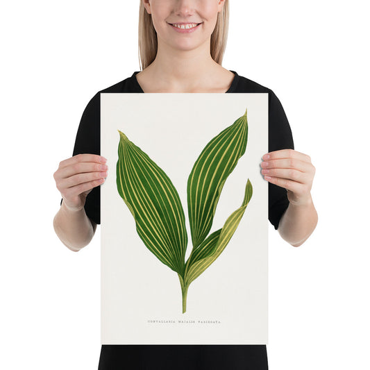 Lily of the valley leaf illustration. Digitally enhanced from an original 1865 edition of Les Plantes à Feuillage Coloré. 12" x 18" Photo paper poster