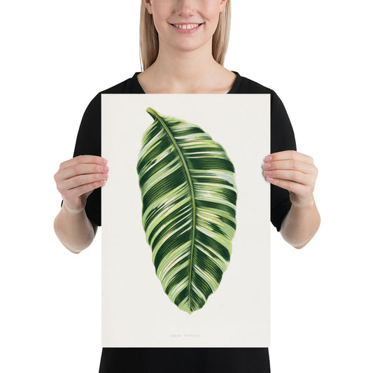 Green Musa Vittata leaf illustration. Digitally enhanced from an original 1865 edition of Les Plantes à Feuillage Coloré. 12" x 18" Photo paper poster