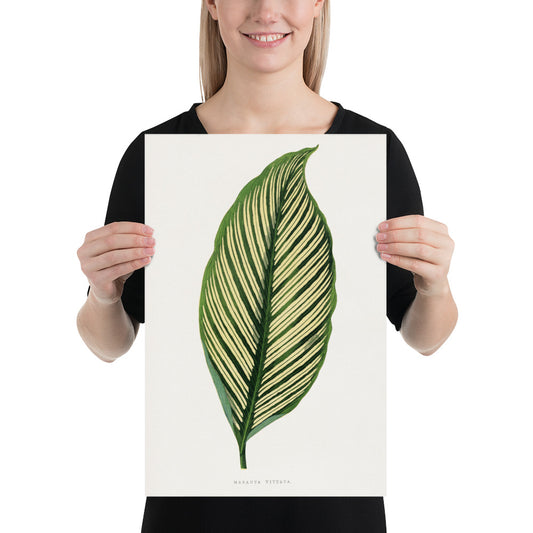 Green Maranta Vittata leaf illustration. Digitally enhanced from an original 1865 edition of Les Plantes à Feuillage Coloré. 12" x 18" Photo paper poster