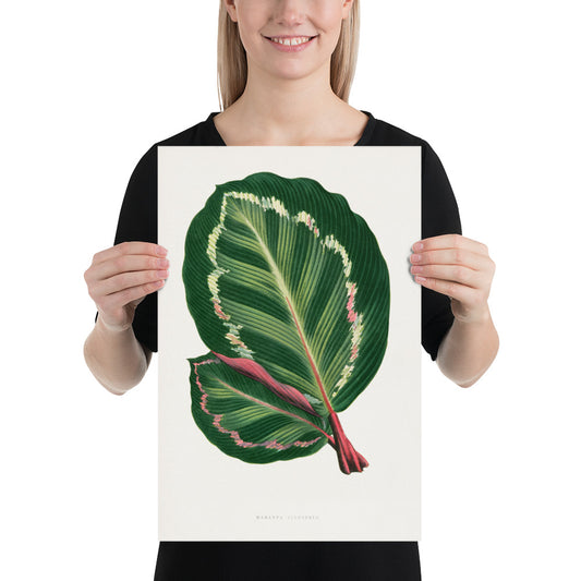 Green Mantara Illustris leaf illustration. Digitally enhanced from an original 1865 edition of Les Plantes à Feuillage Coloré. 12" x 18" Photo paper poster