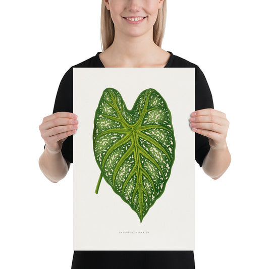 Green Caladium Mirabile leaf illustration. Digitally enhanced from an original 1865 edition of Les Plantes à Feuillage Coloré. 12" x 18" Photo paper poster