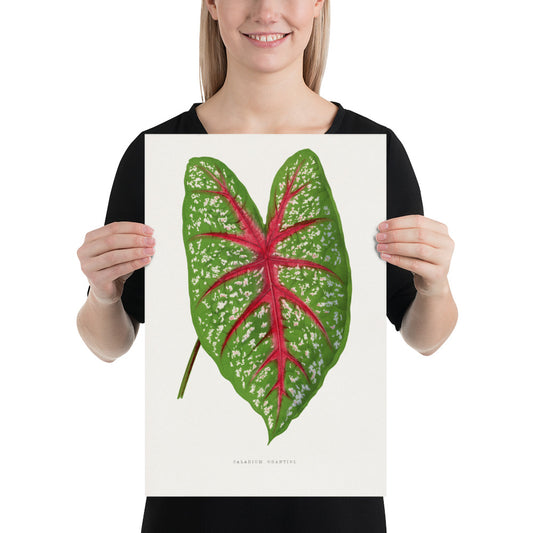 Green Caladium Chantini leaf illustration. Digitally enhanced from an original 1865 edition of Les Plantes à Feuillage Coloré. 12" x 18" Photo paper poster