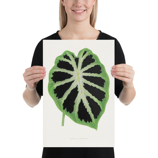 Green Alocasia leaf illustration. Digitally enhanced from original an 1865 edition of Les Plantes à Feuillage Coloré. 12" x 18" Photo paper poster