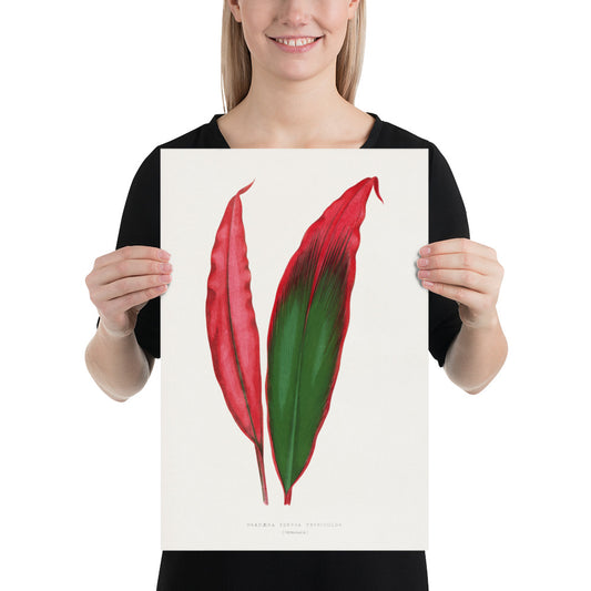 Dracaena leaf illustration. Digitally enhanced from an original 1865 edition of Les Plantes à Feuillage Coloré. 12" x 18" Photo paper poster