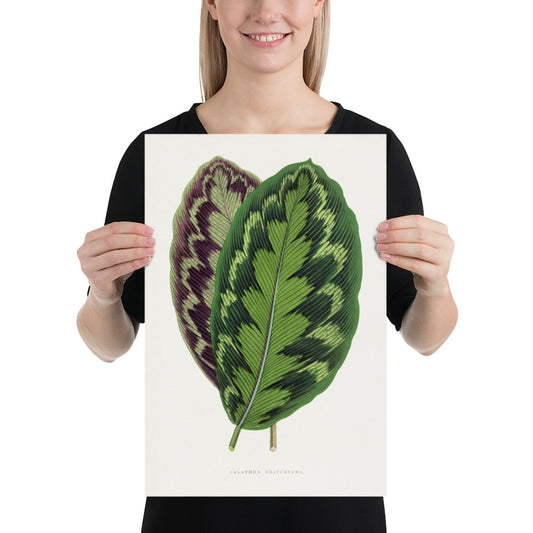 Calathea Veitchiana leaf illustration. Digitally enhanced from an original 1865 edition of Les Plantes à Feuillage Coloré. 12" x 18"Photo paper poster