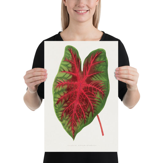 Caladium bicolor splendens leaf illustration. Digitally enhanced from an original 1865 edition of Les Plantes à Feuillage Coloré. 12" x 18"Photo paper poster